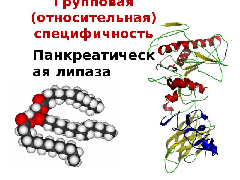 Липаза это. Липаза фермент формула. Липаза формула. Липаза строение. Белки ферменты биохимия.