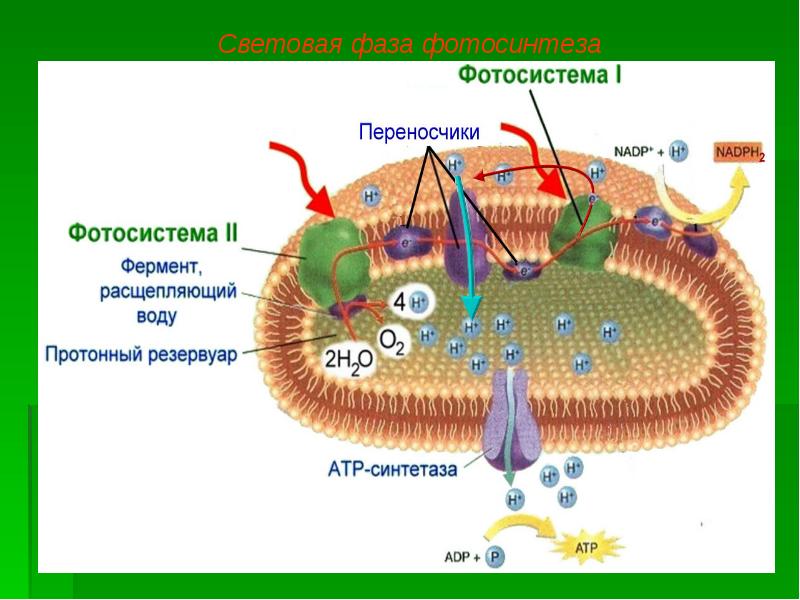 Схема фотосинтеза егэ