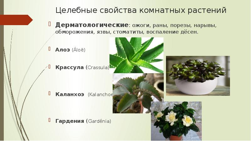 Лечебные свойства комнатных растений