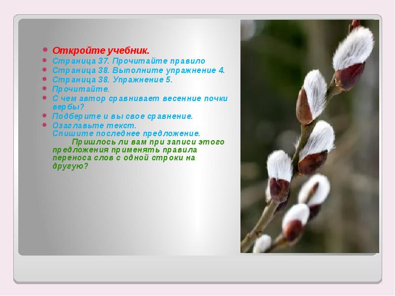 С чем сравнить почки вербы 1 класс. Зверушка из почек вербы. Поделки из пушистых почек вербы. С чем сравнить почки вербы 1 класс. Почки вербы.