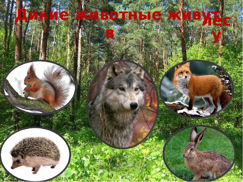 Фото Животных Средней Полосы