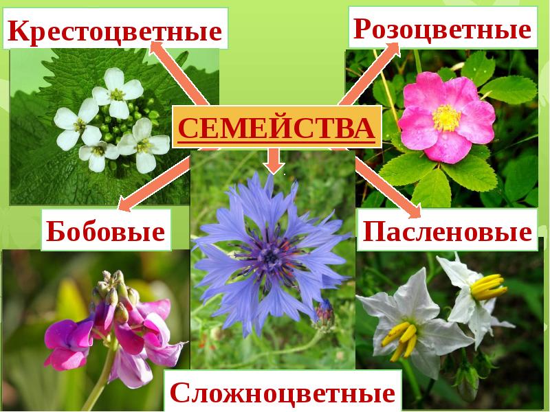 Презентация семейство пасленовые мотыльковые и сложноцветные