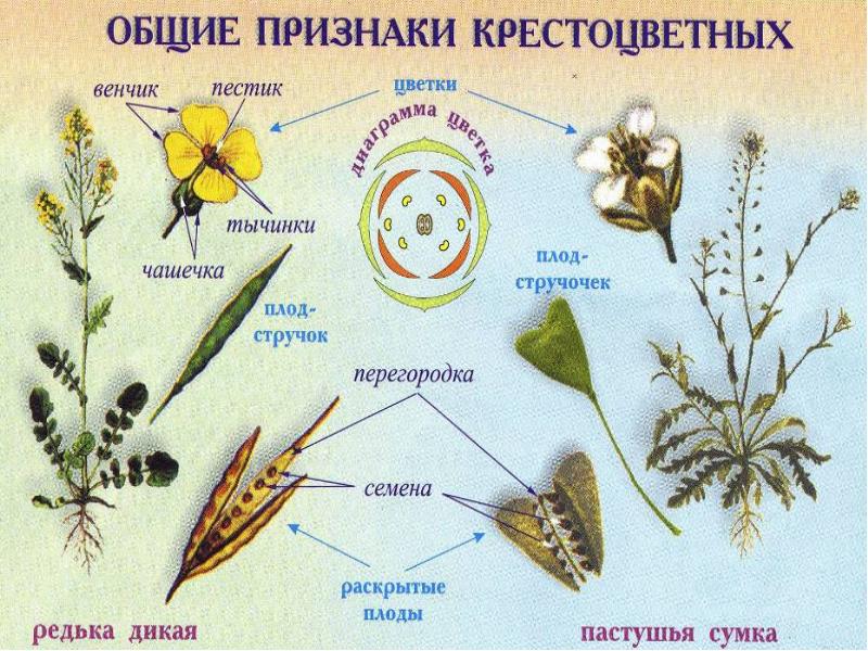 Ботаника егэ презентация