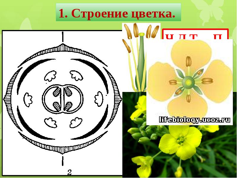 Диаграмма цветка двудольных растений