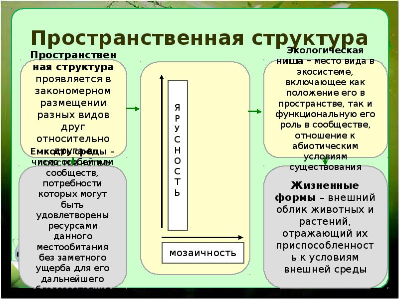 Экологические сообщества 11 класс презентация