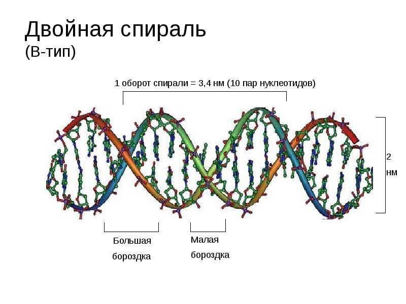 Открытие днк презентация