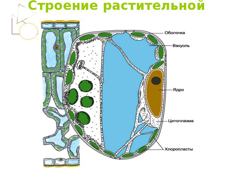 Строение растительной клетки презентация 6 кл