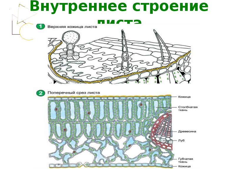 Внутреннее строение листьев. Строение ткани поперечного среза листовой пластинки. Поперечный срез листовой пластинки ткани. Строение среза листовой пластинки. Внутреннее строение листа поперечный срез.