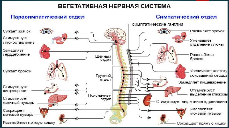 Вегето сосудистая дистония презентация