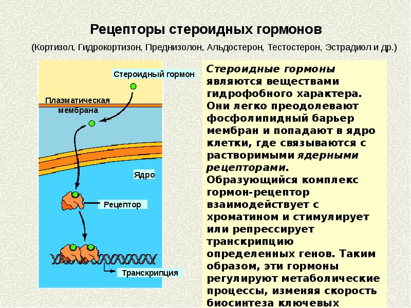 Частью рецепторы. Рецепторы стероидных гормонов находятся. Рецепторы к гормонам находятся в. Где располагаются рецепторы к стероидным гормонам. Гормон рецепторный комплекс.