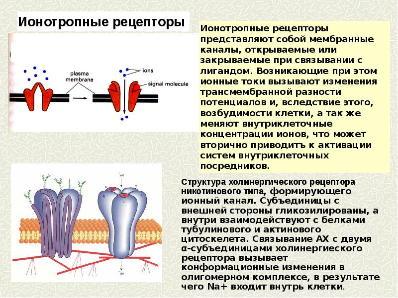 Сигналы рецепторов. Рецепторы ионных каналов. Рецепторы формирующие ионные каналы. Механизмы активации ионных каналов. Рецептор зависимые ионные каналы.