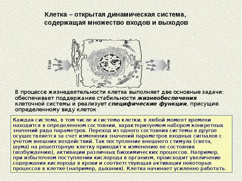 Регуляция поведения биология 8 класс презентация