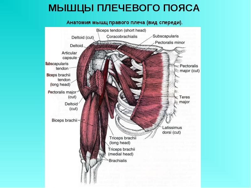 Мышцы плечевого пояса презентация