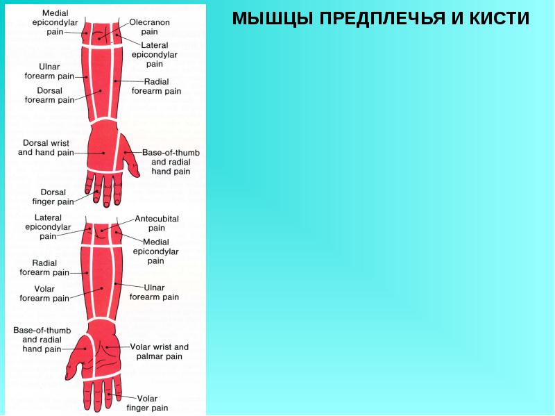 Мышцы верхней конечности презентация