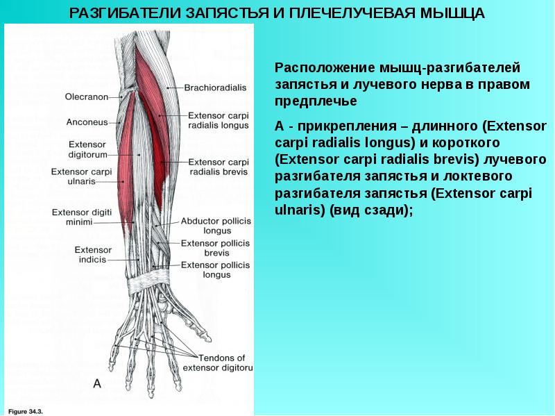 Мышцы верхней конечности презентация