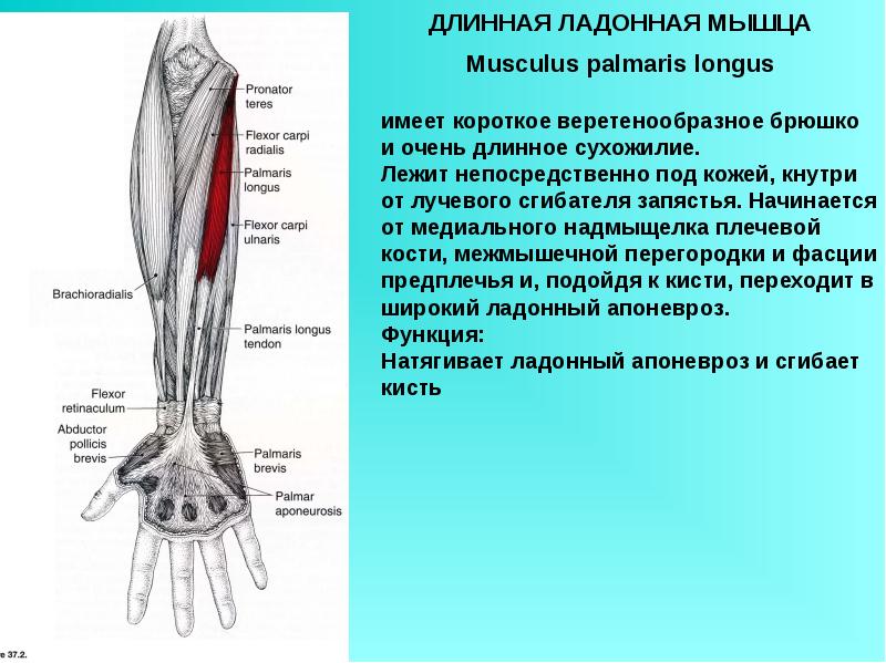 Длинная ладонная мышца фото