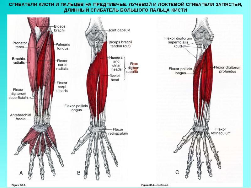 Длинный сгибатель пальцев. Сгибатели кисти анатомия. Локтевой сгибатель кисти. Длинный сгибатель большого пальца кисти мышца. Мышцы сгибатели кисти.