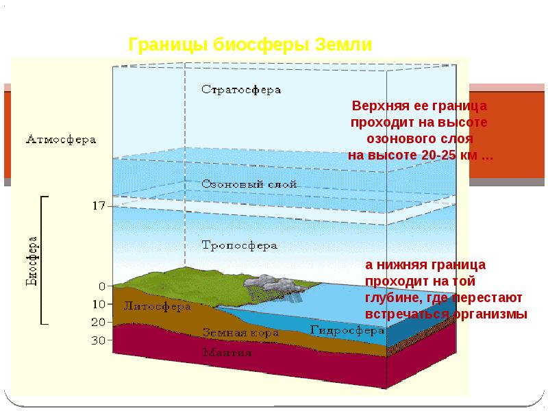 Биосфера проект 6 класс