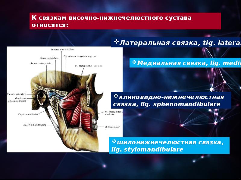 Артрология анатомия презентация