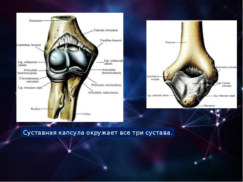 Артрология анатомия презентация