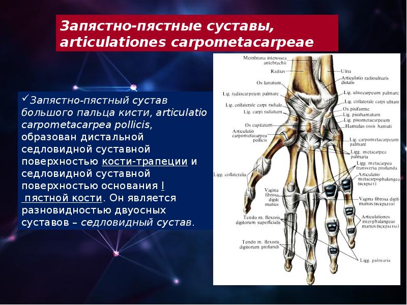 Пястно фаланговый сустав фото