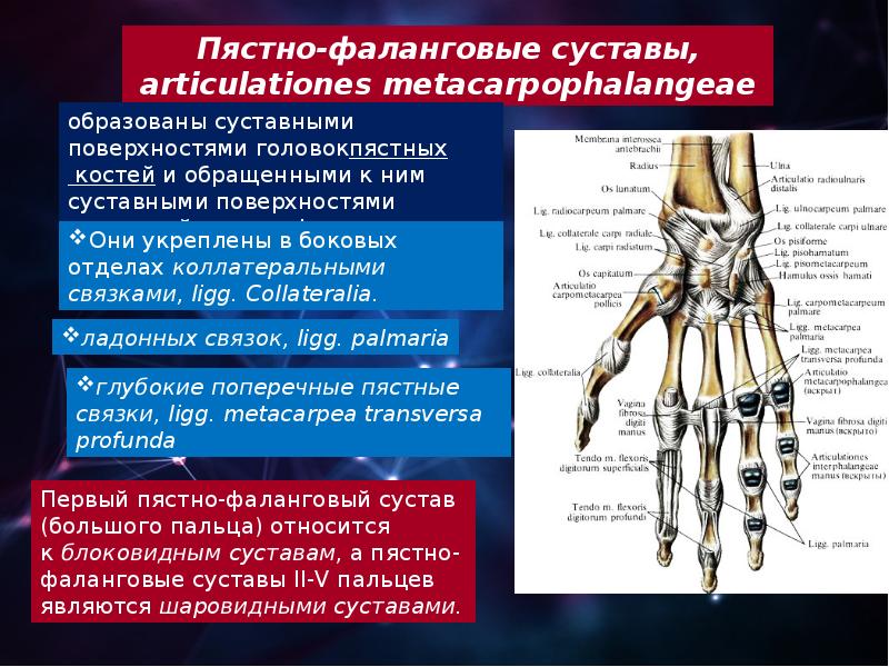 Запястно пястный сустав движения. 1 Пястно-фаланговый сустав кисти. 2ой пястно-фаланговый сустав. Пястно фаланговый сустав 1 пальца форма. По форме суставных поверхностей пястно-фаланговый сустав.