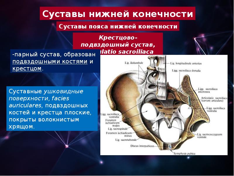 Артрология анатомия презентация