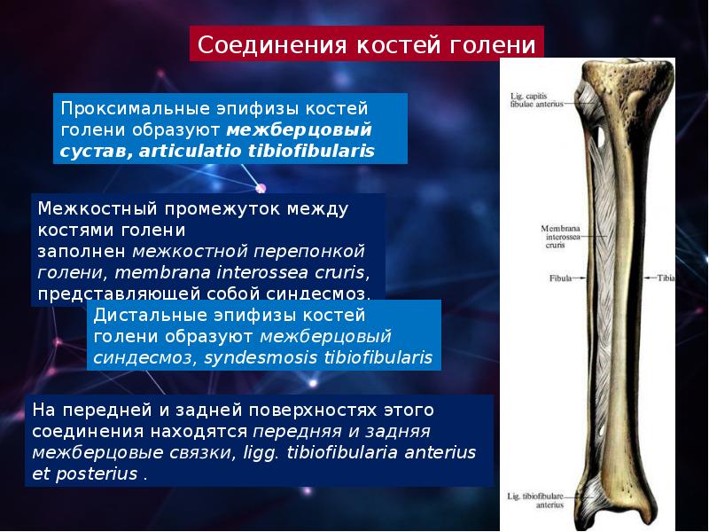 Артрология анатомия презентация