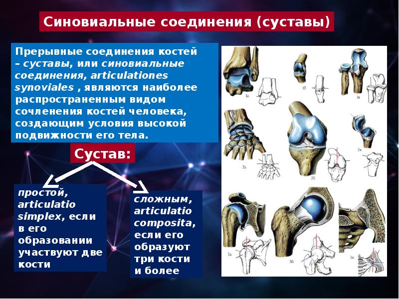 Составьте схему иллюстрирующую виды соединений костей