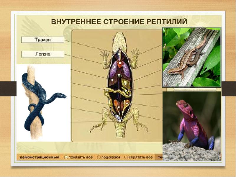 Внутреннее строение пресмыкающихся презентация 7 класс