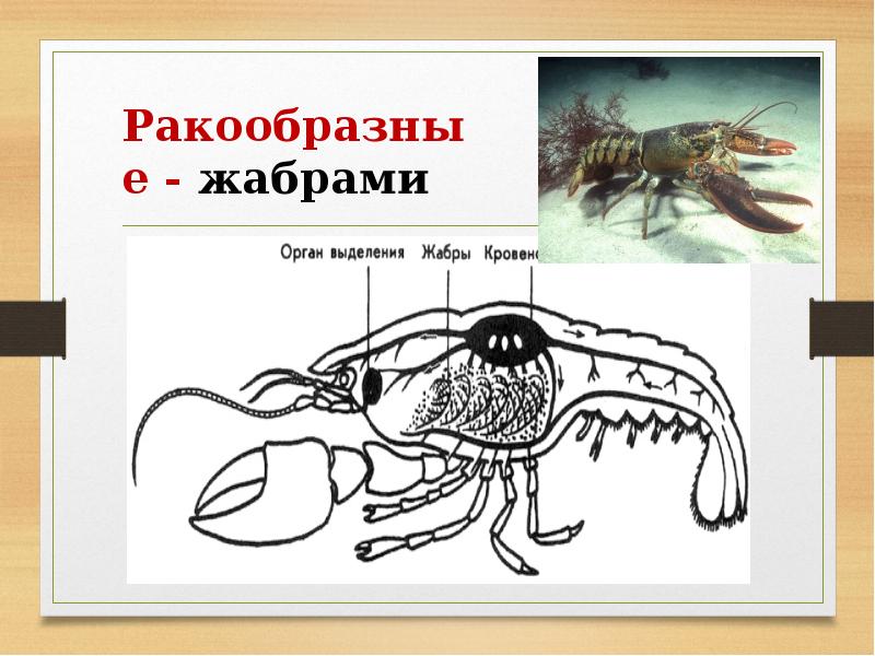 Ракообразные дыхательная система. Жабры ракообразных. Дыхательная система ракообразных. Органы дыхания ракообразных. Органы дыхания жабры у ракообразных.