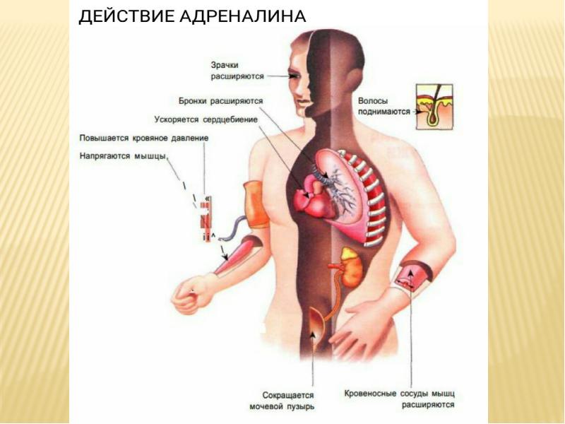 Презентация на тему адреналин