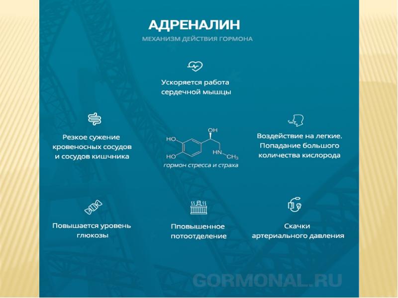 Презентация на тему адреналин