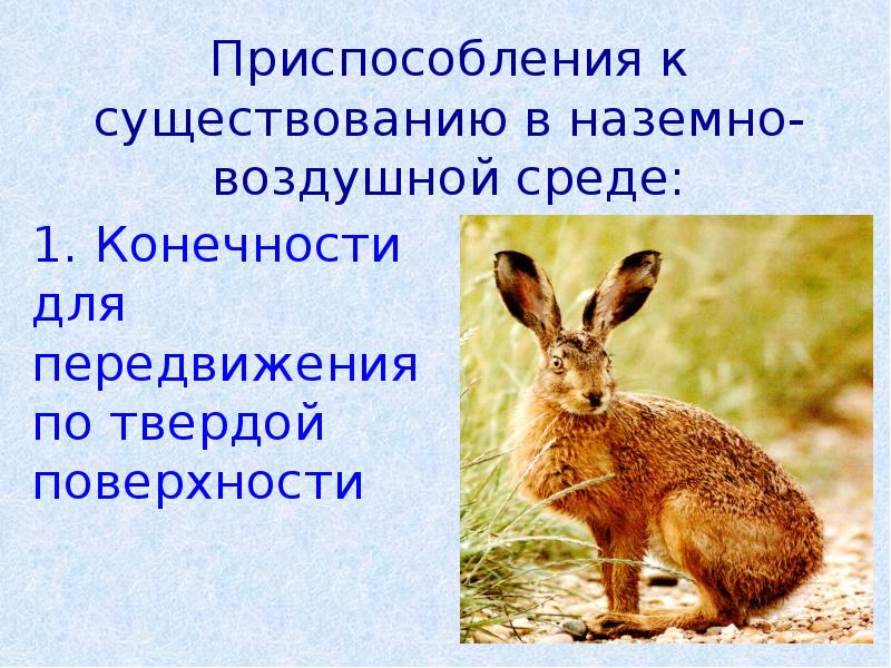 Черты приспособленности организмов к наземно воздушной среде