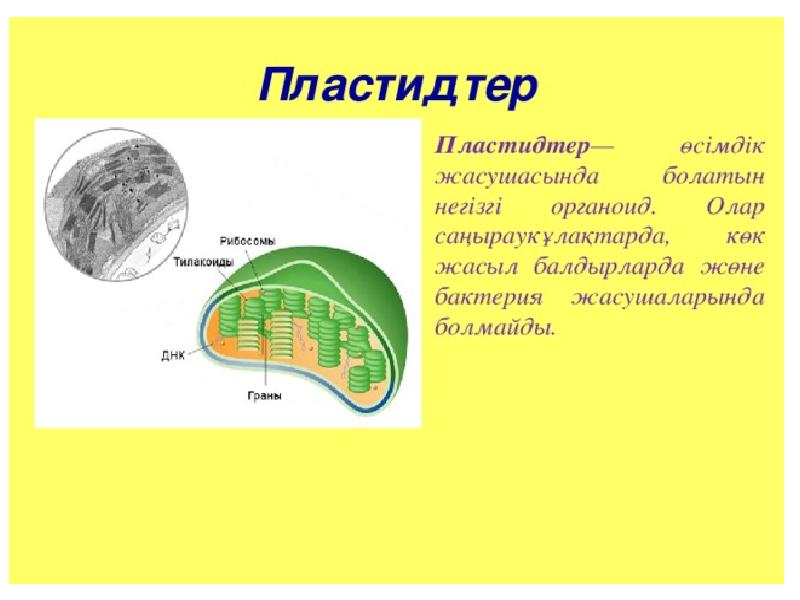 Строение хлоропласта презентация