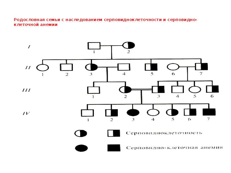 Задачи на составление родословной