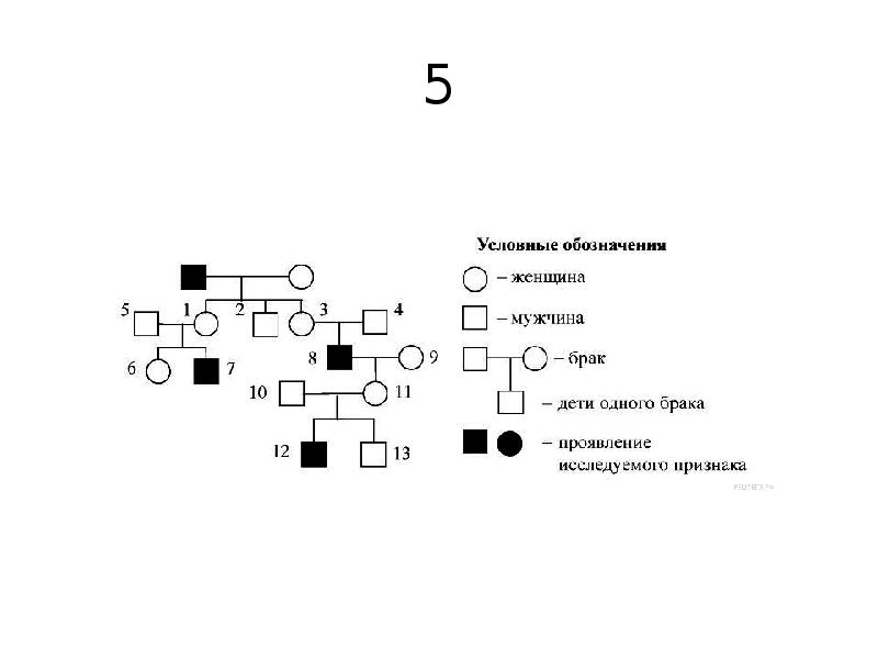 Генетические задачи 10 класс биология с ответами