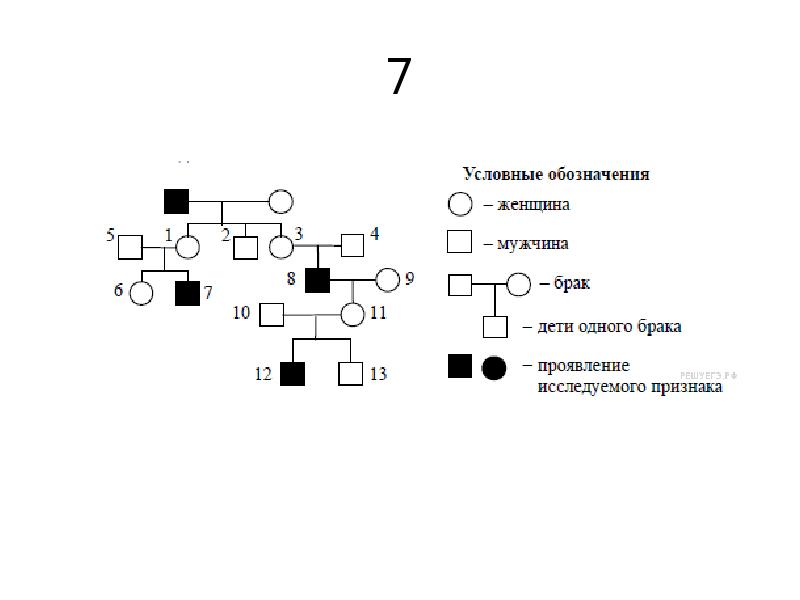 Презентация составление родословных 10 класс - 92 фото