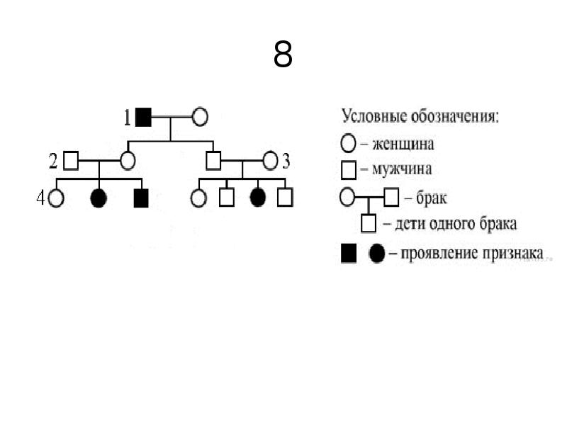 Анализ родословных презентация