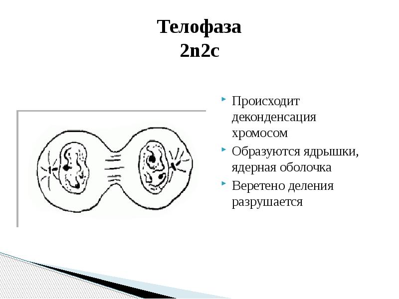 Телофаза 1 что происходит. Телофаза 2n2c. Телофаза схема. Телофаза рисунок. Телофаза 2.