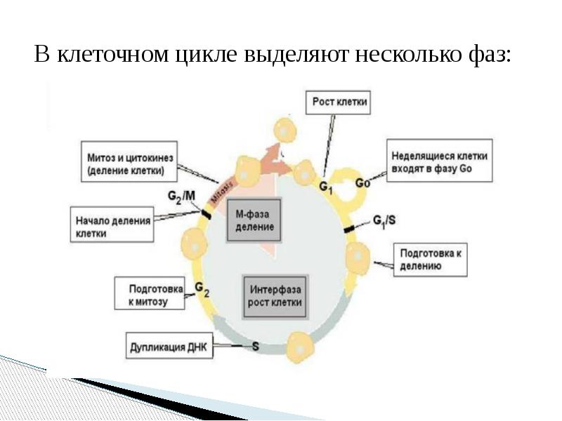 Клеточный цикл схема с подписями