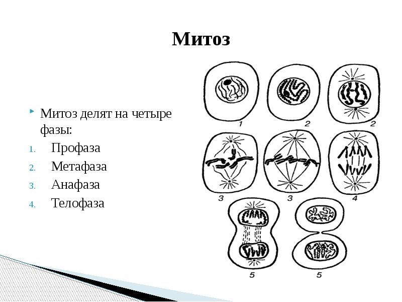 Митоз таблица рисунки