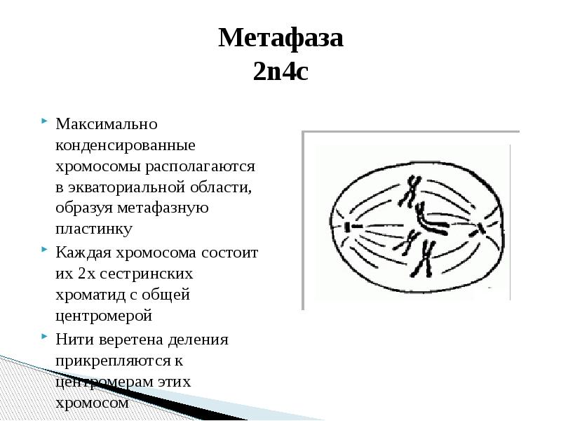 Метафаза 2 рисунок