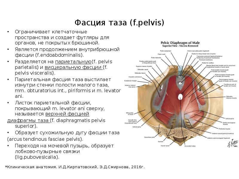 Поперечный распил малого таза схема