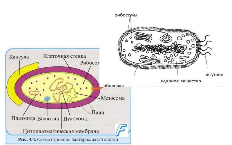 Цитология презентация 9 класс