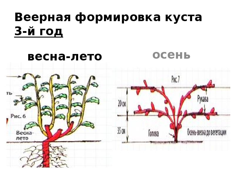 Веерная формировка виноградного куста схема и описание