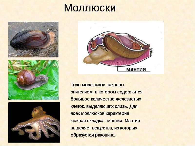 Покровы тела 8 класс биология презентация