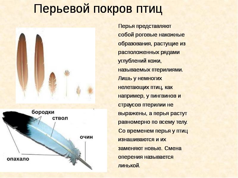 Покровы тела животных 8 класс биология таблица. Покровы тела животных. Тип простейшие покровы тела. Покровы тела животных презентация. Эволюция наружных покровов.