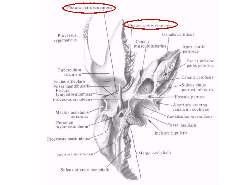 Схема каналов височной кости