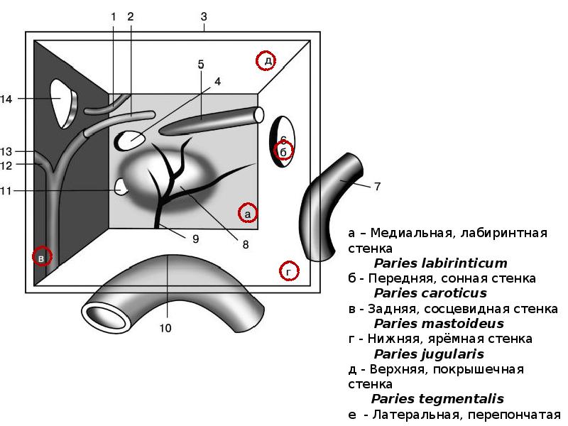 Медиальная стенка. Лабиринтная стенка барабанной полости. Медиальная лабиринтная стенка. Медиальная лабиринтная стенка барабанной полости. Образования лабиринтной стенки барабанной полости.